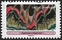 Agatasa calydonia