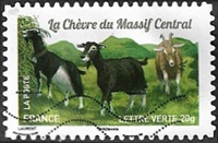 La chèvre du Massif Central