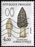 Morille conique - Morchella conica