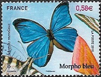 Morpho bleu (Morpho menelaus)