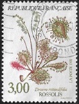 Rossolis ou Drosera rotundifolia