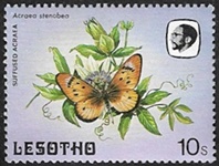 Acraea stenobea