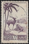 Gazelles 70