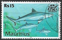 Requin gris de rÃ©cif