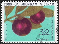 Mangoustan violet