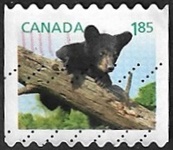 Ours noir américain (auto-adhésifs)