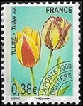 Tulipe 0.38