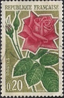 Rose rouge moderne