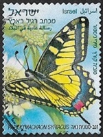 Papilio machaon syriacus