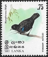 Grive siffleuse du Sri Lanka